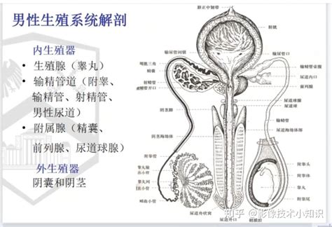 陰莖是什麼|人體解剖學/男性生殖器